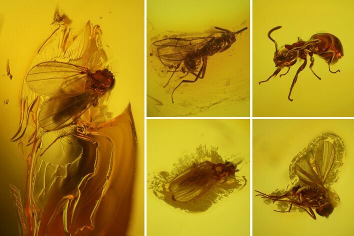 Detailed Fossil Ant (Formicidae) & Flies (Diptera) in Baltic Amber #145492